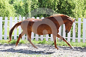 Beautiful young chestnut colored horse galloping in the corral summertime