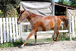 Beautiful young chestnut colored horse galloping in the corral summertime