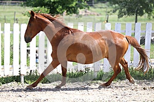 Beautiful young chestnut colored horse galloping in the corral summertime