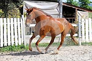 Beautiful young chestnut colored horse galloping in the corral summertime