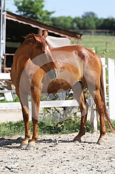 Beautiful young chestnut colored horse galloping in the corral summertime