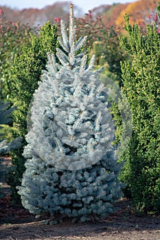 Beautiful young Colorado blue spruce growing on plantation, natural Christmas tree for Christmas holidays