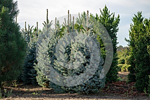 Beautiful young Colorado blue spruce growing on plantation, natural Christmas tree for Christmas holidays