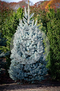 Beautiful young Colorado blue spruce growing on plantation, natural Christmas tree for Christmas holidays