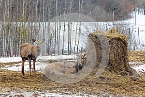 Beautiful young couple of Pere David`s and red deer resting near a bale of hay