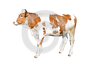 Beautiful young cow isolated on white background. Funny red and white spotted cow full length