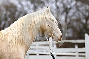 Beautiful young cremello stallion pose in against white corral