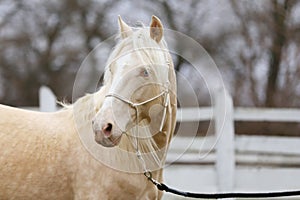 Beautiful young cremello stallion pose in against white corral