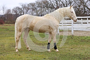 Beautiful young cremello stallion pose in against white corral