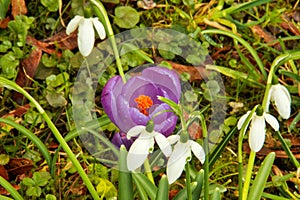 beautiful young crocus and snowdrop flowers in spring