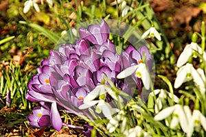beautiful young crocus and snowdrop flowers in spring
