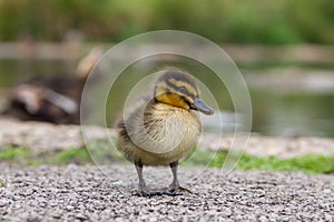 Beautiful Young Cute Mallard anas platyrhynchos Duckling Portr