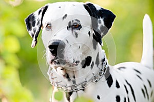 Beautiful young dalmatian dog in nature