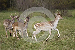 Beautiful young deer flock running