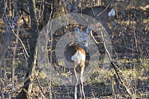 The Beautiful young deer in forest Cervidae