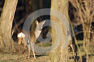 The Beautiful young deer in forest Cervidae