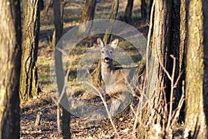 The Beautiful young deer in forest Cervidae