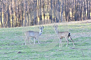 The Beautiful young deer in forest Cervidae