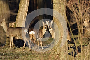 The Beautiful young deer in forest Cervidae photo