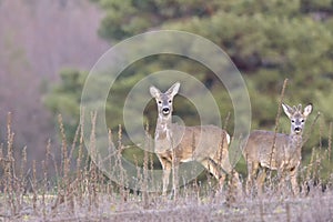 The Beautiful young deer in forest Cervidae