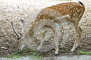 Beautiful young Deer in the zoo