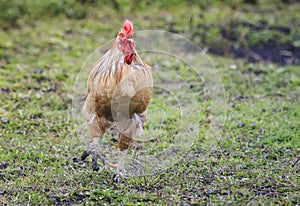 A beautiful young with dirty paws and spurs walking around