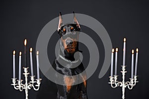Beautiful young Doberman portrait on the black wall background and candlesticks with burning candles