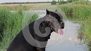 A beautiful young dog of the breed Cane Corso of black color sits on the bank of the river and enjoys life looks at the flowing wa