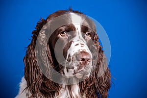 Beautiful young dog breed English Springer Spaniel on blue background. Muzzle close-up, expressive look in camera