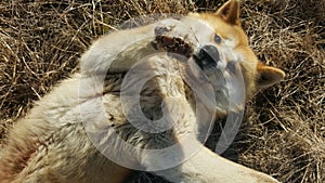 Beautiful young dog playing