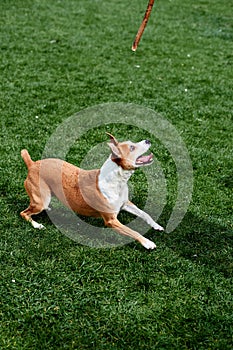 A beautiful young dog is preparing to jump for a stick against the backdrop of a green lawn