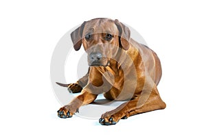 Beautiful young dog rhodesian ridgeback isolated on white