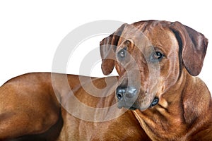 Beautiful young dog rhodesian ridgeback isolated on white