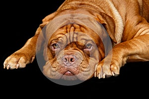 Beautiful bordeaux dogue dog