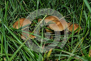 Beautiful young edible Fairy Ring mushrooms or Clove mushrooms Latin: Marasmius oreades in grass, closeup. Natural ECO products