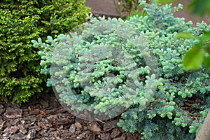 Beautiful young evergreen blue spruce in the home garden on the lawn. Landscaping