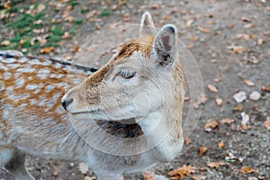 Beautiful young fallow deer in the autumn forest