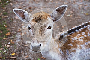 Beautiful young fallow deer in the autumn forest