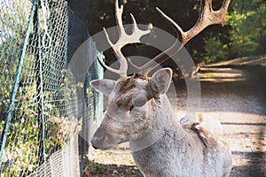 Beautiful young fallow deer in the autumn forest