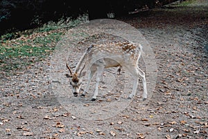 Beautiful young fallow deer in the autumn forest