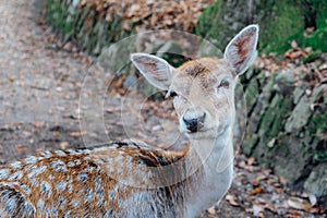 Beautiful young fallow deer in the autumn forest