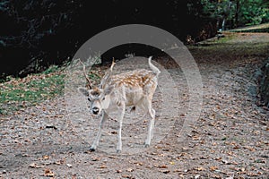 Beautiful young fallow deer in the autumn forest