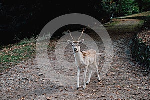 Beautiful young fallow deer in the autumn forest