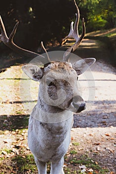 Beautiful young fallow deer in the autumn forest