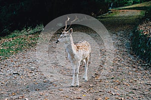 Beautiful young fallow deer in the autumn forest