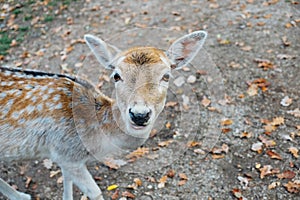 Beautiful young fallow deer in the autumn forest