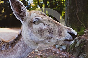 Beautiful young fallow deer in the autumn forest