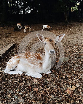 Beautiful young fallow deer in autumn park