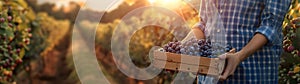 Beautiful young farmer woman holding a wooden box full of blueberry fruit.