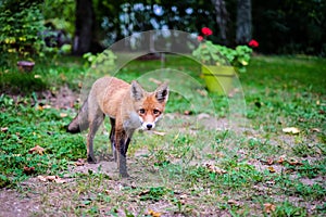 A beautiful young fox walks in the yard of a private house. Selective focus